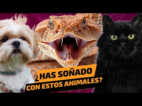 15 SUEÑOS más comunes de ANIMALES | EXPLICACIÓN de CADA UNO 💤🤔