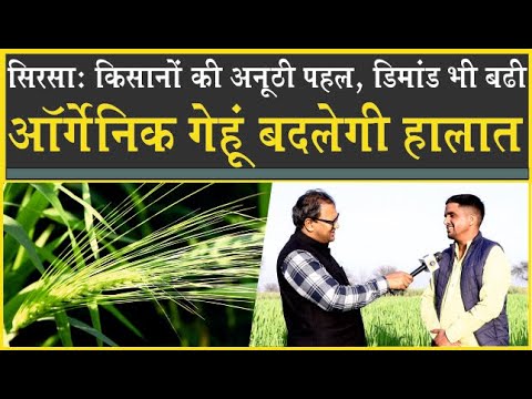 ऑर्गेनिक गेहूं की खेती बदलेगी हालात| कैंसर से मिलेगा छुटकारा? Sirsa| Organic wheat| HAU Wheat C 306|