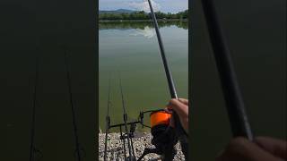 #carpfishing #carprun #fishing #carp #nature