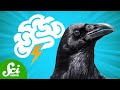 Understanding Bird Intelligence and Consciousness
