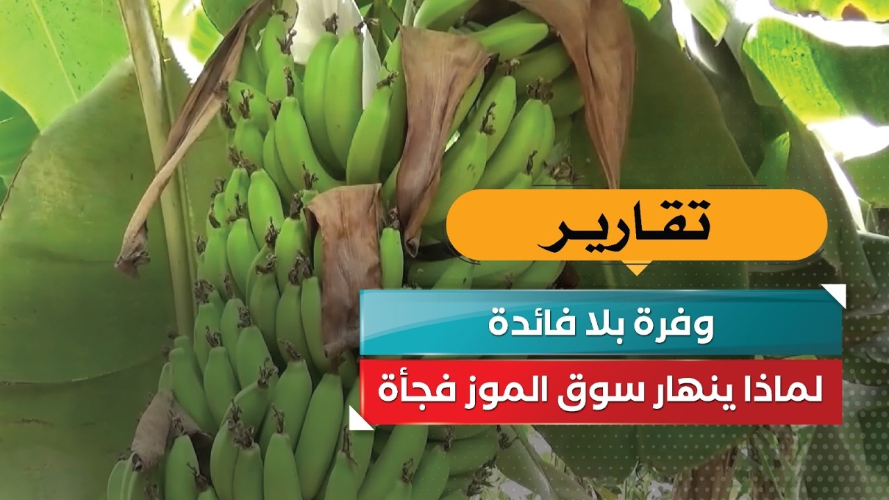قناة السعيدة