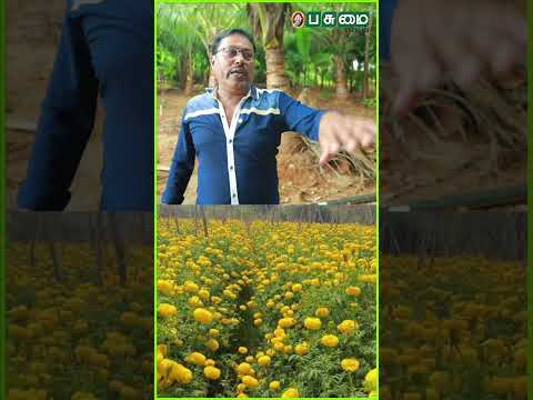 ஒருநாளைக்கு 2000 ரூபாய் வரை சம்பாதிச்சோம் | Devayani Garden | Flower Farming