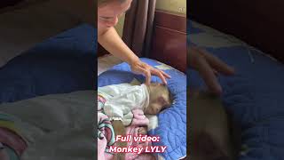 Monkey Lyly sleeps well #shorts #monkey #youtubeshorts #cutefunny