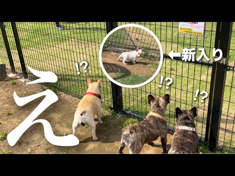 新入りパピーと初対面！先輩フレブル達の反応が想像以上だったw