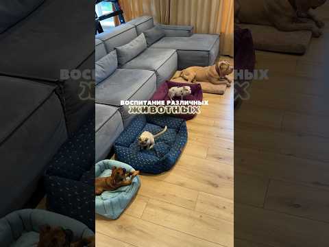 Свинья (не твой пивной муж, а минипиг) vs кошка vs собаки. Мы надрессируем кого угодно!)