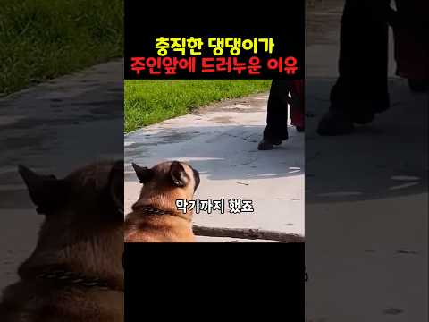 댕댕이가 주인앞길을 막은 이유
