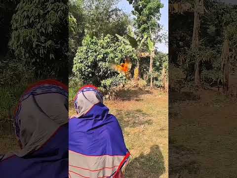 ১০০% অ'বাক  আমি🙆‍♂️ আজ আমার পাখি টি বাশ গাছ থেকে উড়ে এলো 🦅🦅🦅 #birds #instagood #world #sun #love