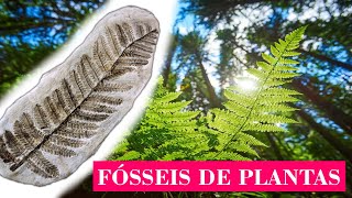 Fósseis de PLANTAS contam o CLIMA do PASSADO