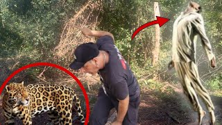 ESPÍRITO NOS AVISA DO PERIGO, TEM ONÇA AQUI! ELE PEDE SOCORRO