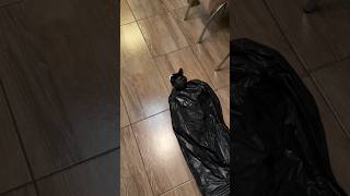Batcat #shorts #batman #cat