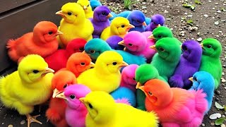 Ayam Lucu, ayam warna warni, ayam rainbow, kelinci lucu, bebek lucu, ikan koi, Hewan Lucu 01