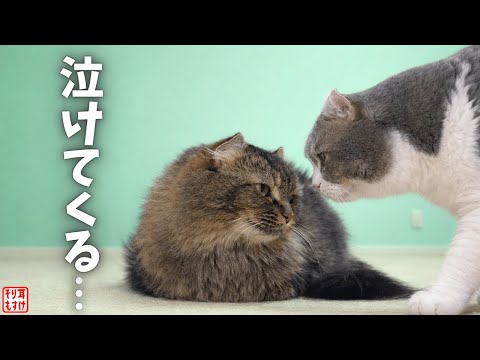 ママがピンチ…そっと寄り添うパパ猫の人間顔負けな愛情に涙