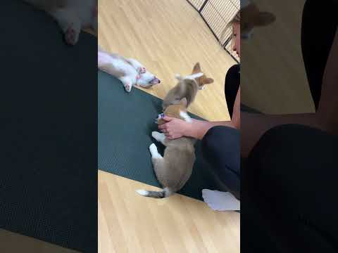 To bylo skvely!!🥹💗💗 #czech #vlog #puppy #dog #yoga #trending