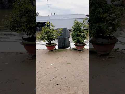 Tolet độc lạ miền tây có ai dám đi không ta #xuhuongyoutube