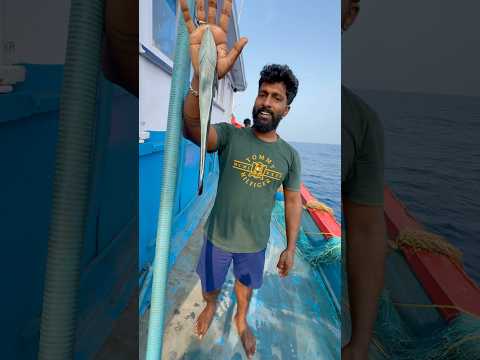 இவன் பேர்தான் ஒட்டி.. இந்த மீன இதுக்கு முன்னாடி பாத்திருக்கீங்களா? #reels #thenkadalmeenavan