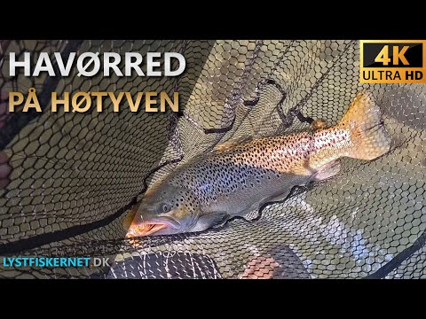 Fisketur den 05.10.2024 | Havørredfiskeri Djursland | Kystfluefiskeri efter Havørred.