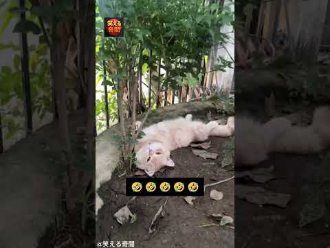 猫飼いあるあるの苦労🤣 #毎日笑顔 #cat #爆笑ストーリー#shorts #猫あるある #お風呂後 #泥んこ猫 #笑える奇聞 #猫好き