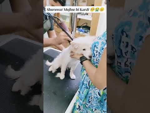 diwali 🎇🪔aati nhi patake phod de rhe 🤣🤗#doglover #dogintagram #doglove #ᴅᴏɢʟᴏᴠᴇʀ #doginfluencers #yt