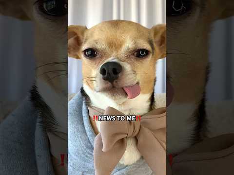 I cant believe she told me this‼️??#shorts #short #dog #dogs #yt #fyp #ytshorts #cute #youtube #fy