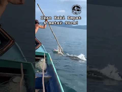 Ikan kaki empat? #tombakbuaya #spearfishing #spearo #angler #boatman #pelaut #jubi #nelayan #buaya
