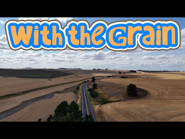 Drifting above a sea of golden grain, the soft autumn breeze carries you like a whisper through the air. The sun casts its warm, amber glow over the fields, painting every stalk in shades of honey and fire. Below, the earth hums with the quiet song of harvest, the scent of ripened wheat rising like a memory of summer's final breath. The wind caresses your face, cool and gentle, as leaves dance lazily from distant trees, swirling in the golden light. In this moment, you are weightless, part of the sky and land, suspended in the stillness of an autumn afternoon.

🌾🌾🌾

Am Main

Along a riverside we walked,
She and I, beneath an azure day,
Sun shining golden on the morning,
Glorious on the grain fields.

(Barley still painted with spring)
And Church bells rang clear and clean
From across the way,
Beyond the emerald-ribbon Main – Bells not for us,
But as much ours as Bischofsheim,
And the water ours,
And the day ours, seized,
Time uncounted,
Eternity the hours
Passed as currents
Into the Rhine, with no Lorelei to sing,
And no one to hear the history,
Dawn become yesteryear.
But in my dreams,
The Main still flows languidly.

~ Daniel F Mitchell - Editor AOWS

🌾🌾🌾🌾🌾

Contact AOWS at anythingoutdoorswithsteve@gmail.com

If you would like to support us, https://www.buymeacoffee.com/anythingout  as a cheaper alternative to Patreon.

Music in this video:

Grains · Echo Delta

Blu Eon

℗ Cold Tear Records

Released on: 2016-02-24

Artist: Echo Delta

https://www.youtube.com/watch?v=CiFz_-rZKM8&list=OLAK5uy_nC2VerH1PPd4V91eKMJg1GsEIrKKrNTK8&index=8