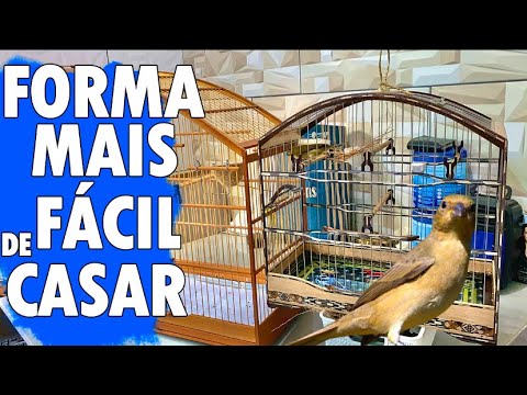 Sem mistério! como casar meu coleiro na muda