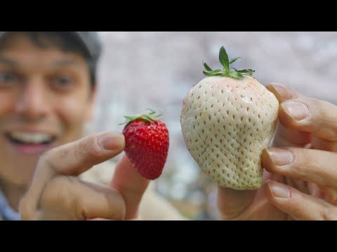 Japan's White Strawberry: Luxury Fruit Unboxing & Adventure