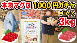 【合計マグロ何kg取れる?!】3万円で本物のマグロ1000円ガチャに挑戦したら一体合計で鮪を何キロ取ることが出来るのか?!大当たりはメバチマグロ3kg！最後に奇跡起きて最高の結果にwww