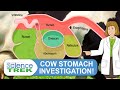 Exploring the Cow's Digestive System