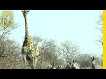 Trophy Hunting and Conservation in Zimbabwe