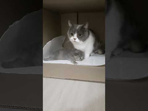 kucing lucu part1 #shorts #videolucuviral2022