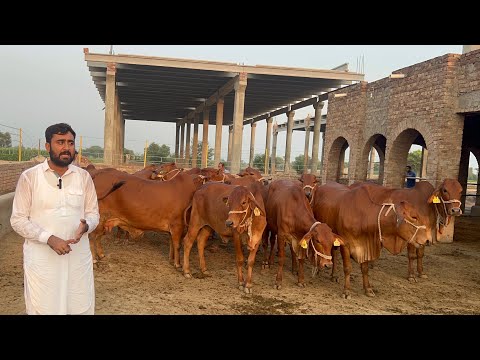 Elite  Sahiwal Cattle Farm Sheikh Ismail Dairy and Cattle Farm