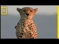 Cheetah Relocation and Monitoring