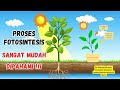 Photosynthesis Concepts and Processes