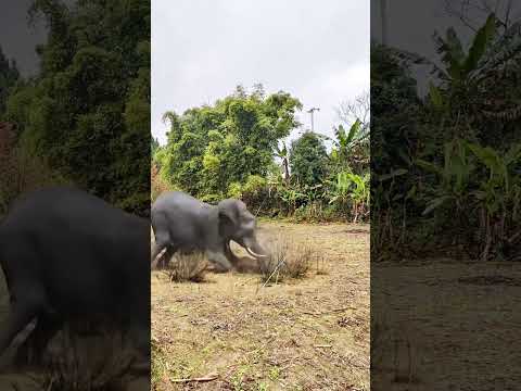 The elephant is not very friendly in temper and animal fighting power competition.