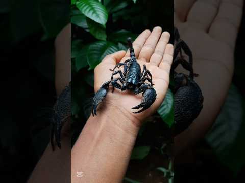 Rainy evening | Coconut Roti & Tea | පොල් රොටී එක්ක ප්ලේන් ටී 🍵🌧️ #shorts #cooking #food #tea