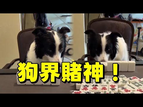狗界賭神!邊牧軟軟打麻將分析牌型好厲害 #边牧打麻将 #搞笑 #pets #老友狗狗