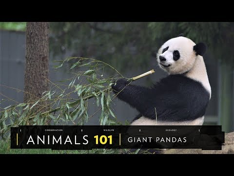 101動物教室：大貓熊兩三事《國家地理》雜誌 - YouTube