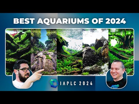 World's BEST Aquariums of 2024 | IAPLC 2024 Live Reaction