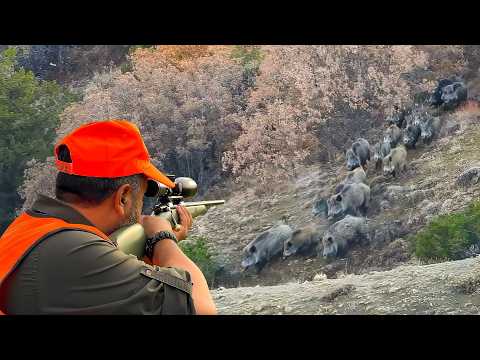 INCREDIBLE MASSIVE WILD BOAR HERDS: AMAZING HOG SHOTS, UNFORGETTABLE MOMENTS!