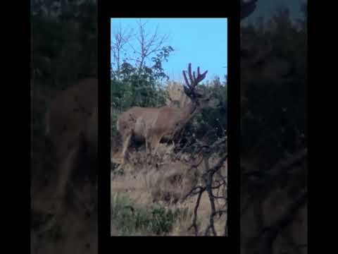 Velvet Ghost - Scouting for bucks #archery #bucks #velvet #summer