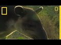 Amazing Facts about Baird's Tapir
