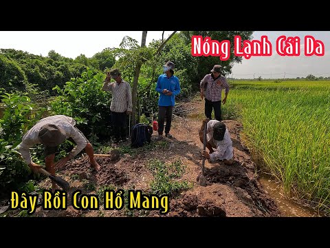 Hết Nói Cái Da Con Rắn Tại Khu Tân Thành | Mười Thương Săn Bắt