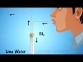 Understanding Respiration and Carbon Dioxide