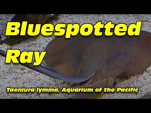 Bluespotted ray, Taeniura lymma, at the Aquarium of the Pacific