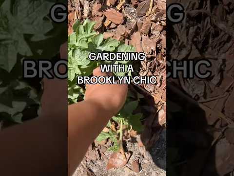 Gardening With A Brooklyn Chic