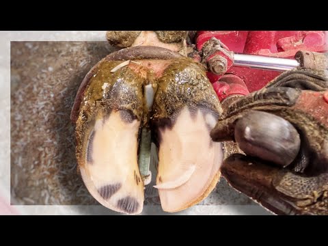 Tranquil Hoof Trimming ASMR Bliss for Animal Lovers