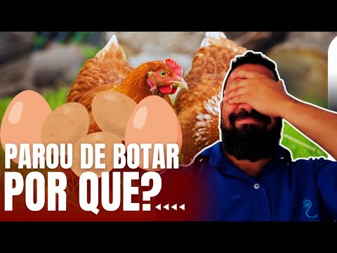 GALINHAS POEDEIRAS COM QUEDA NA PRODUÇÃO