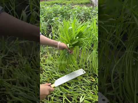 Thu hoạch Rau - Rạng Đông seeds #hatgiongrangdong #rangdongseeds