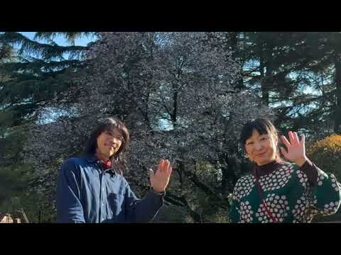世田谷美術館美術大学通信講座②「自宅で毎日3分クロッキー」その31〈桜便り〉